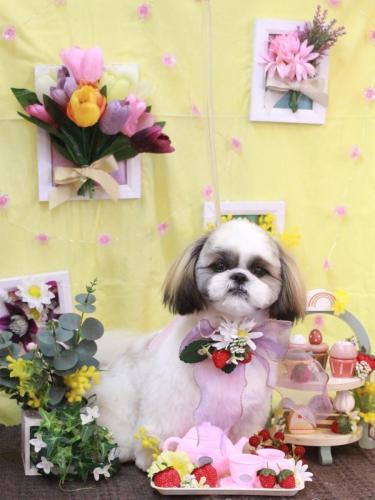 20230304みたらしちゃん